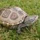baby diamondback terrapin for sale
