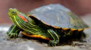 slider turtle breeder