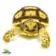 Sulcata tortoise for sale