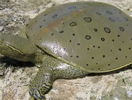 Spiny Softshell Turtle For Sale
