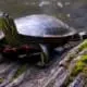 western painted turtle for sale
