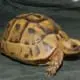 golden greek tortoise for sale online