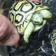 ivory leopard tortoise for sale