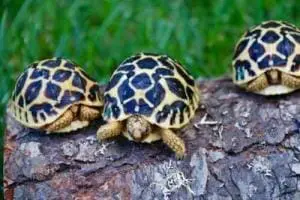 sri lankan star tortoise