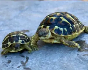 western hermann's tortoise care