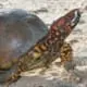3 toed box turtle for sale