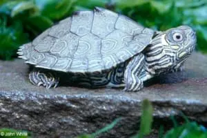 northern map turtle for sale