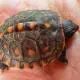 baby eastern box turtle