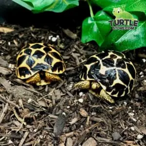 Indian Star tortoise housing
