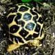Indian Star tortoise enclosure