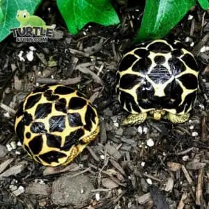 star tortoise for sale