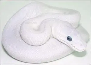 ball python breeders