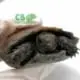 black mountain tortoise for sale