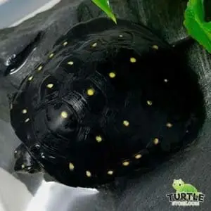 baby spotted turtles for sale