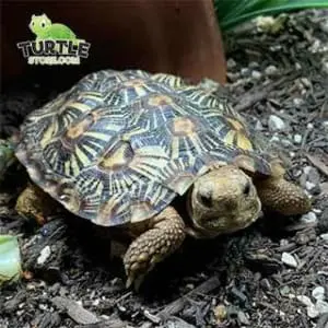 pancake tortoise water