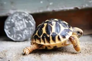 Sri lankan star tortoise soaking