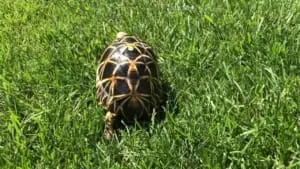 Sri lankan star tortoise temperature