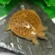 Spiny Softshell turtle