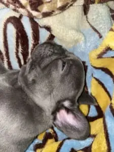 Frenchie Pups for sale