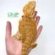 Citrus bearded dragons for sale