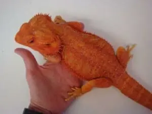 red bearded dragon for sale