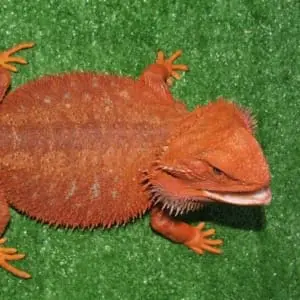 pet bearded dragons for sale