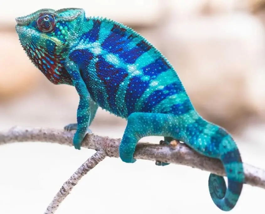 Chameleon for sale