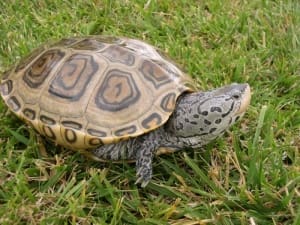 baby diamondback terrapin for sale