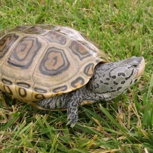 baby diamondback terrapin for sale