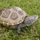 baby diamondback terrapin for sale