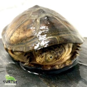 turtle for sale