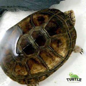 African sidenecked turtle for sale