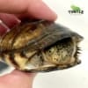 baby Sidenecked turtle for sale