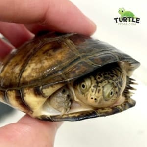 baby Sidenecked turtle for sale