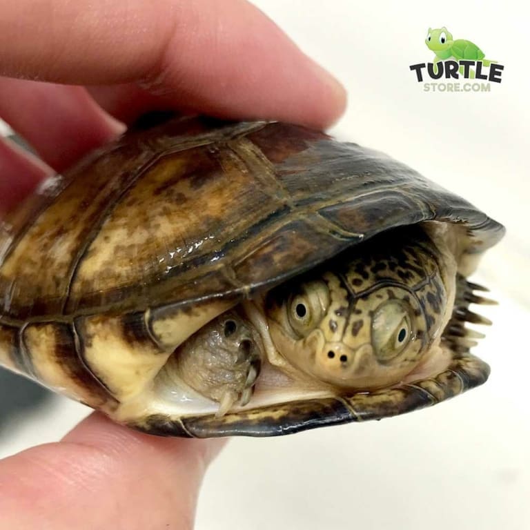 West African Side Necked Turtle for sale