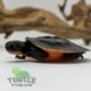 baby Pink bellied snapping turtle for sale