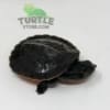 baby Pink bellied snapping turtle