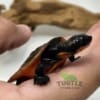 Pink bellied snapping turtle for sale
