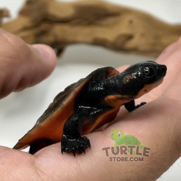 Pink bellied snapping turtle for sale
