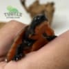 Pink bellied snapping turtle for sale