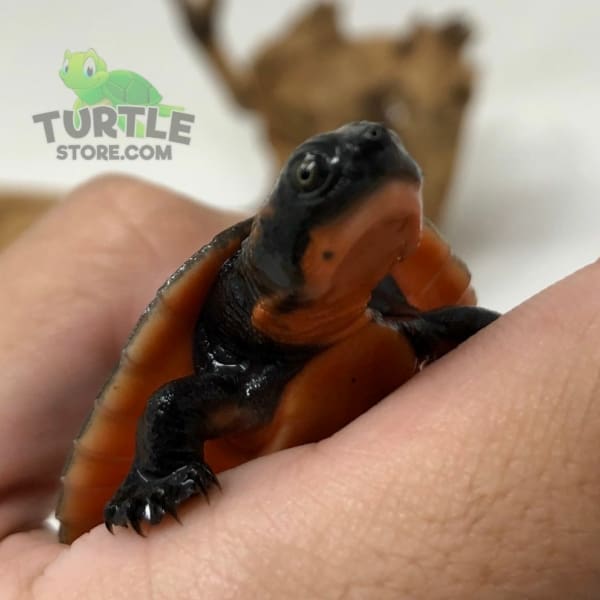 Pink bellied snapping turtle for sale