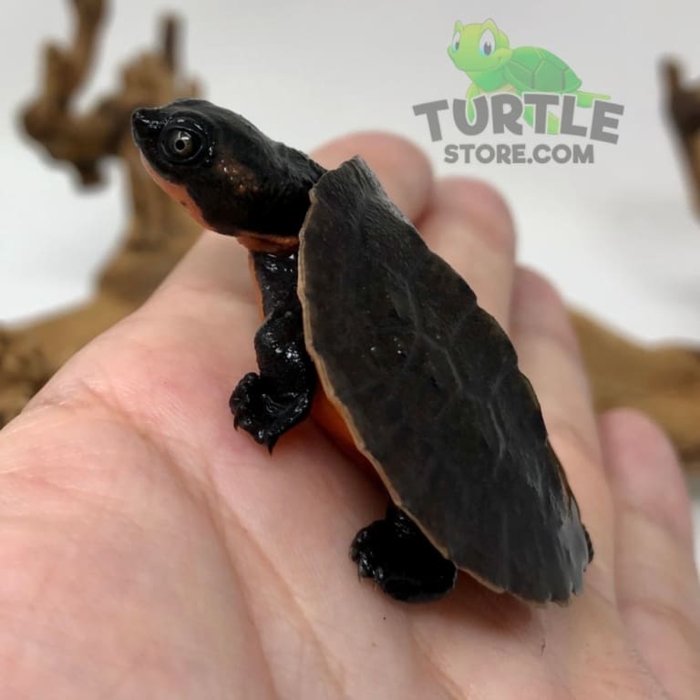 Pink Belly Snapping Turtle For Sale