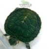 baby slider turtles