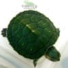 baby slider turtles for sale