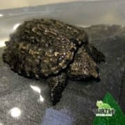 baby snapping turtle for sale | real live baby snapping turtles for ...