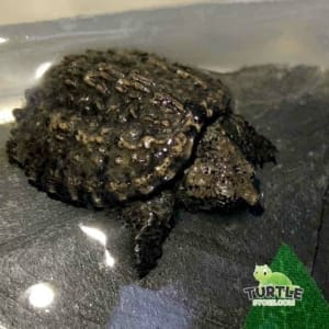 baby snapping turtle