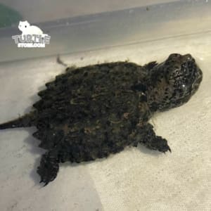 baby snapping turtle for sale