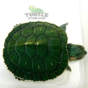 red ear slider turtle