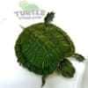 red ear slider turtle for sale