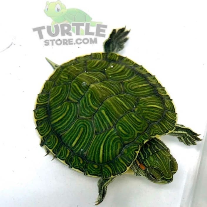 Red Eared Slider turtle for sale